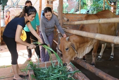 Hội viên Chi hội Phụ nữ ấp Ðông Hồ được hỗ trợ vay vốn mua bò, góp phần phát triển kinh tế gia đình