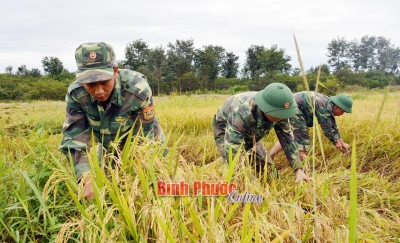 Cán bộ, chiến sĩ Bộ đội biên phòng tỉnh giúp nhân dân thu hoạch lúa  (Ảnh Báo Bình Phước Online)