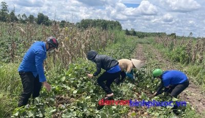 Các bạn đoàn viên hỗ trợ người dân thu hoạch sắn