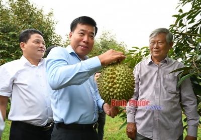 Ủy viên Trung ương Đảng, Bí thư Tỉnh ủy Nguyễn Mạnh Cường cùng thành viên đoàn công tác tham quan vườn sầu riêng đang thu hoạch của Hợp tác xã cây ăn trái Bàu Nghé