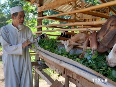 Ông Chàm Sa Hot tại ấp Tân Phú (xã Thuận Phú, huyện Đồng Phú, tỉnh Bình Phước) tận dụng vốn hỗ trợ sản xuất kinh doanh nuôi dê, tăng thu nhập cho gia đình. (Ảnh: TTXVN)