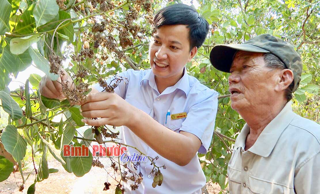Kỹ sư Trung tâm Dịch vụ nông nghiệp huyện Bù Gia Mập hướng dẫn nông dân phát hiện cách thức ngụy trang của bọ trĩ