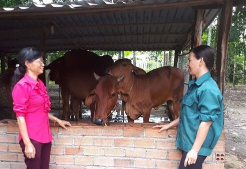 Chị Vũ Thị Do (áo xanh) ấp 1, xã Tân Khai, huyện Hớn Quản  vay vốn NHCSXH phát triển chăn nuôi bò