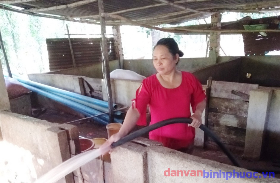 Chị Nguyễn Thị Giang đang chăm sóc đàn heo của gia đình