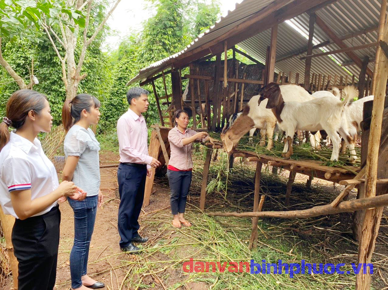 Hội LHPN xã và NHCSXH huyện thăm mô hình nuôi dê của chị Thị Kim Minh (Bên phải)  ở ấp 2 xã Lộc An, huyện Lộc Ninh, tỉnh Bình Phước
