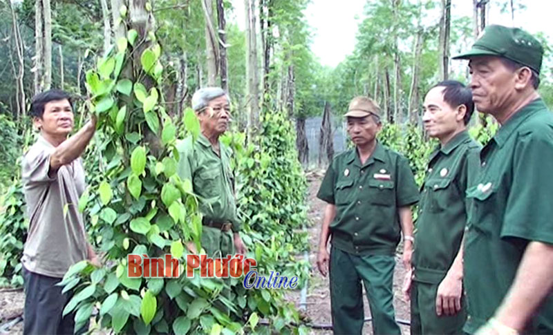 Hội viên cựu chiến binh Lộc Ninh trao đổi kinh nghiệm trồng tiêu giúp nhau giảm nghèo bền vững. Nguồn ảnh: Bình Phước Online