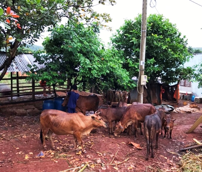 Một hộ đồng bào dân tộc thiểu số trên địa bàn huyện Bù Gia Mập thoát nghèo nhờ chính sách hỗ trợ bò sinh sản: Nguồn báo Bình Phước Online