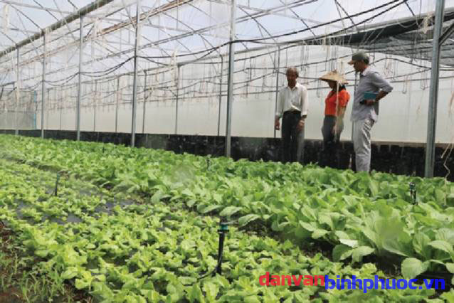 Nông dân huyện Lộc Ninh, đang chăm sóc rau trồng theo hướng “sạch” để cung ứng ra thị trường