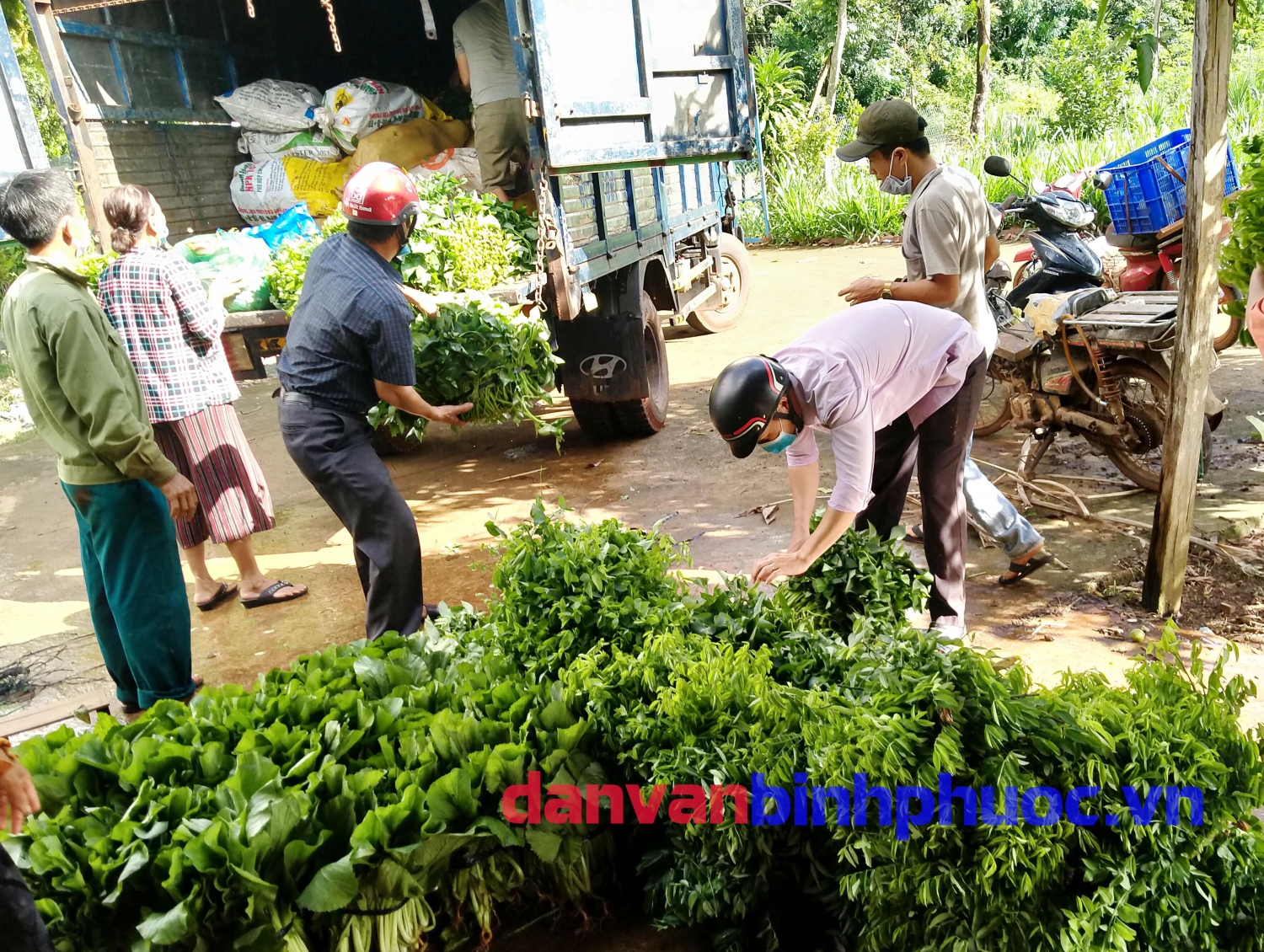 Người dân xã Hưng Phước hăng hái chất rau lên xe vận chuyển rau về điểm tập kết để gửi TPHCM