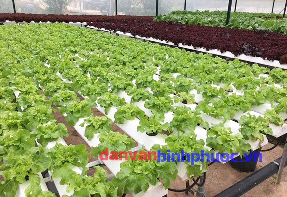 Mô hình nông nghiệp công nghệ cao tại Bình Phước