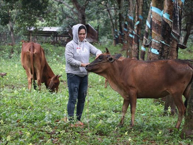 Hỗ trợ bò giống cho bà con ở vùng đồng bào dân tộc thiểu số, miền núi, biên giới.